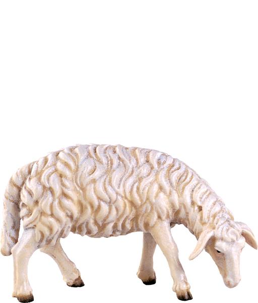 Schaf grasend Schaf grasend