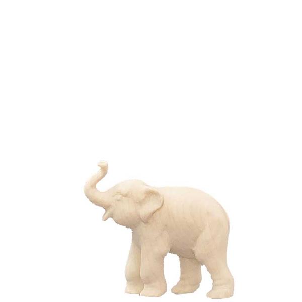 Junger Elefant Junger Elefant