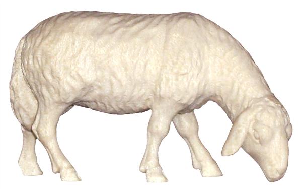 Schaf grasend