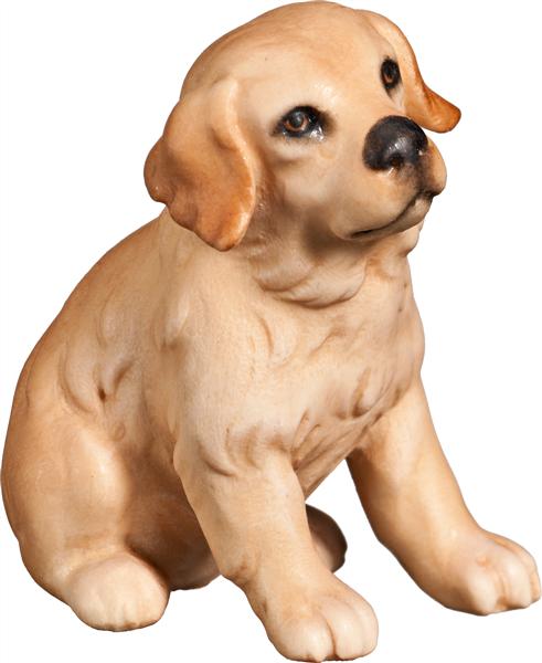 Golden Retriever Welpe sitzend Golden Retriever Welpe sitzend