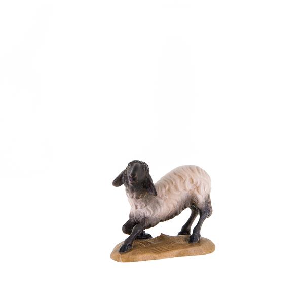 Schwarzköpfiges Schaf kniend Schwarzköpfiges Schaf kniend