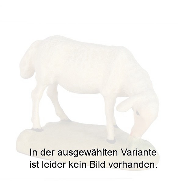 Schaf grasend