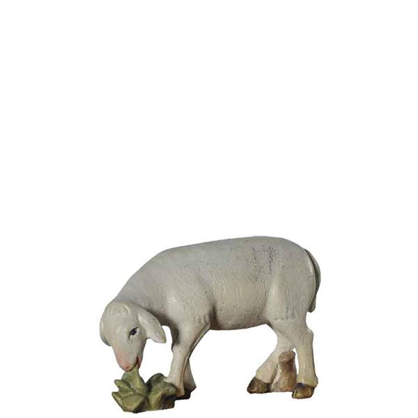 Schaf äsend Schaf äsend